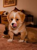 Border collie cachorros.