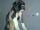 cachorritas american pitbull terrier listas para entregar - mejor precio | unprecio.es