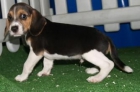 Cachorros de Beagle, no te quedes sin el - mejor precio | unprecio.es