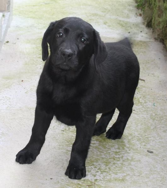 Cachorros de Labrador con pedigree