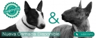 Camada de Bull Terrier Miniatura - mejor precio | unprecio.es