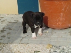 camada staffordshirre bul terrier - mejor precio | unprecio.es