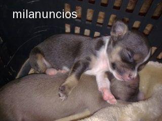 chihuahua cachorritos