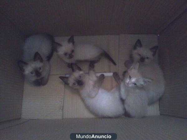 Gatitos de 40 dias apenas han abierto los ojos para cerrarlos para siempre