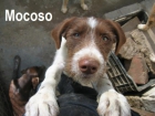 mocoso en adopcion - mejor precio | unprecio.es