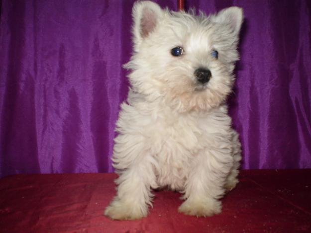 NO TE QUEDES SIN CACHORRO ESTAS NAVIDADES WESTY 300 euros