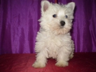 NO TE QUEDES SIN CACHORRO ESTAS NAVIDADES WESTY 300 euros - mejor precio | unprecio.es