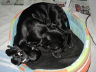 staffordshire bull terrier - mejor precio | unprecio.es