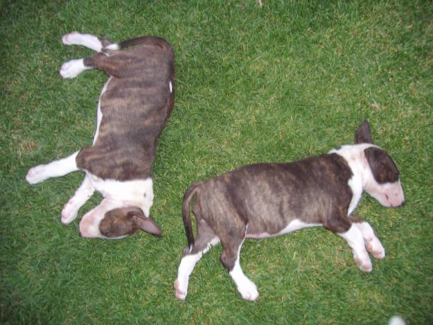 VENDO CACHORROS BULL TERRIER CON PEDIGREE