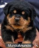 cachorros de rottweiler