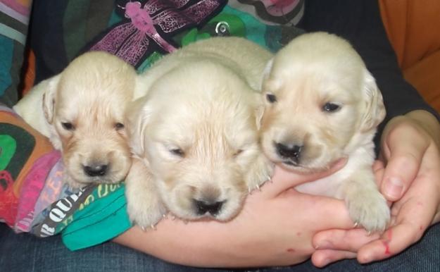 Golden retriever, cachorros