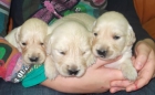 Golden retriever, cachorros - mejor precio | unprecio.es