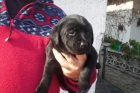Labrador retriever dorado,chocolate y negro en venta cachorros - mejor precio | unprecio.es