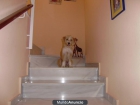 regalo una perrita - mejor precio | unprecio.es