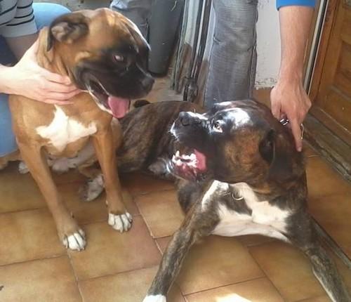 se venden cachorros boxers