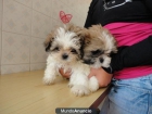 Baratísimas cachorritas Shih tzu - mejor precio | unprecio.es