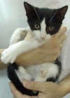 Adopcion de Titania una gata que te espera en Madrid Felina - mejor precio | unprecio.es