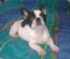 BULLDOG FRANCES - mejor precio | unprecio.es