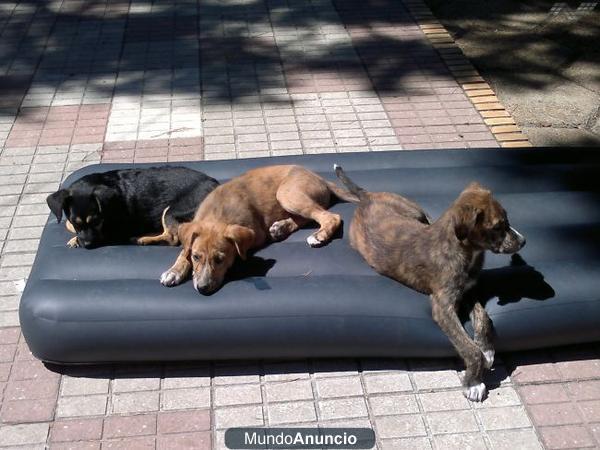 CACHORRITOS  de 6 meses buscan una familia que los quiera