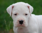 Cachorros dogo argentino - mejor precio | unprecio.es