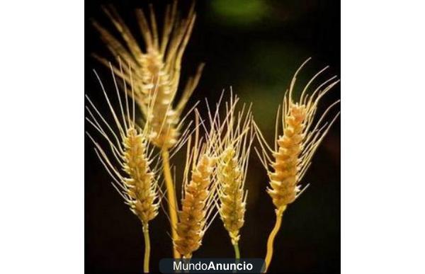 cebada en grano