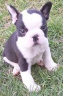 DOS MINI BULLDOG FRANCES PEDIGREE 150 - mejor precio | unprecio.es