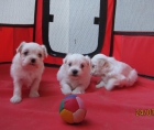 Malteses cachorros miniatura con pedigri. Son una bolitas preciosas. - mejor precio | unprecio.es