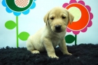 perritos con garantías por escrito (labradores) - mejor precio | unprecio.es