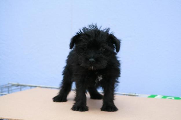 SCHNAUZER MINI CON POSIBILIDAD DE SACARLE EL PEDIGREE INICIAL