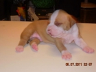 VENDO CACHORROS DE AMERICAN STAFFORDSHIRE TERRIER - mejor precio | unprecio.es