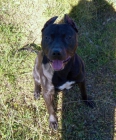 AMERICAN PITBULL TERRIER GARNER MACHO PARA MONTA - mejor precio | unprecio.es