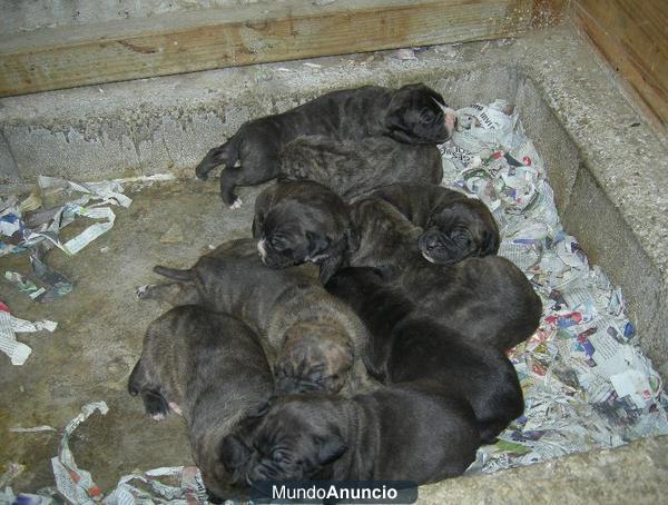 Bandog, Mastin Napolitano X American Pitbull