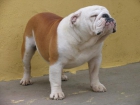 Bulldog Ingles para montas - mejor precio | unprecio.es