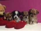 Cachorritos miniaturas x bichon-chihuahua - mejor precio | unprecio.es