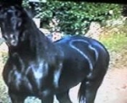 Espectacular caballo pre negro limpio - mejor precio | unprecio.es