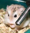 hamsters en adopcion APAEC asociacion protectora animales exoticos de cataluña