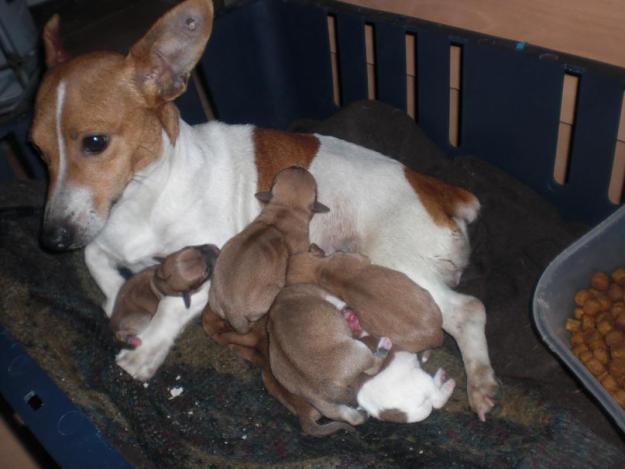 Jack Russell o cruce y sus bebes buscan hogar