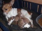 Jack Russell o cruce y sus bebes buscan hogar - mejor precio | unprecio.es