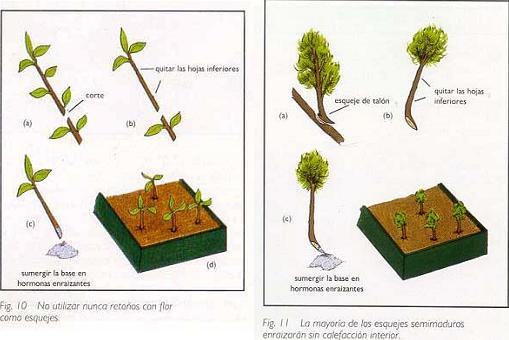 manual del bonsay paso a paso