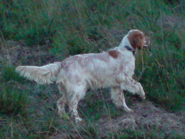 SETTER INGLES HEMBRA 1 AÑO CAZANDO