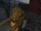 unica HEMBRA DE LABRADOR CHOCOLATE CON PEDIGREE 450 EUROS - mejor precio | unprecio.es