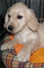 Vendo camada de Golden, muy economicos - mejor precio | unprecio.es
