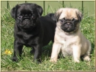 vendo carlinos camada negra con pedigree - mejor precio | unprecio.es