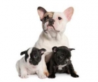150 euros Bulldog francés cachorros disponibles para su aprobabcion . - mejor precio | unprecio.es