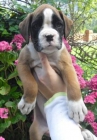 boxers expectaculares - mejor precio | unprecio.es