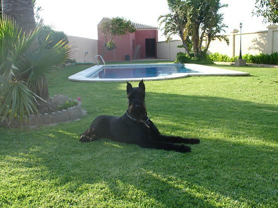 cachorritos de schnauzer gigantes con pedigree