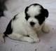cachorro shih tzu