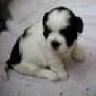 cachorro shih tzu - mejor precio | unprecio.es