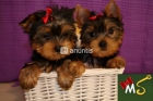 Cachorros de Yorkshire Terrier - mejor precio | unprecio.es