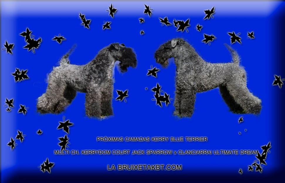Cachorros kerry blue terrier